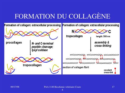 Ppt Chapitre Structure Et Fonction Des Prot Ines Powerpoint