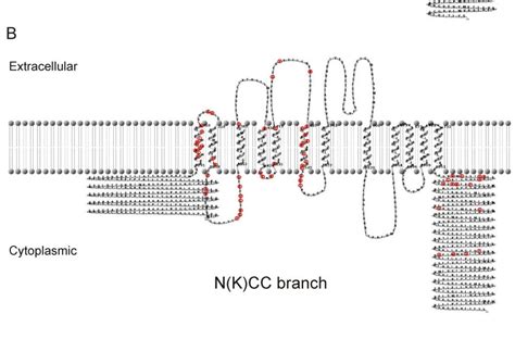 Conservation Of The KCC And N K CC Proteins A Schematic Drawing Of