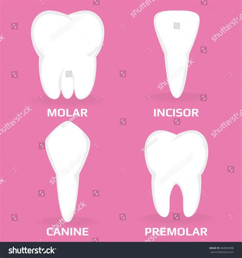 Four Different Types Teeth Vector Illustration Stock Vector