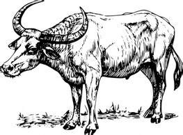 Carabao Drawing at GetDrawings | Free download