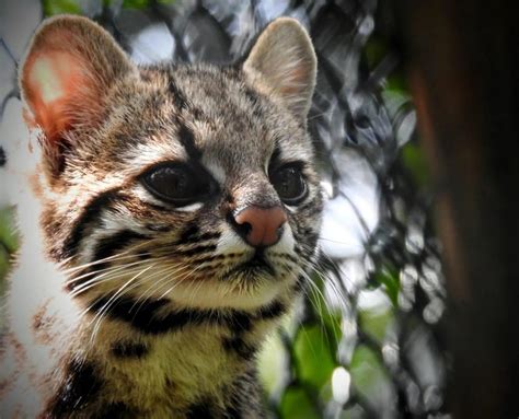 Gato Do Mato Pequeno Um Dos Menores Felinos Selvagens Sul Americanos