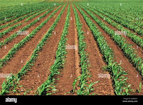 Windy Corn Plants Hi Res Stock Photography And Images Alamy