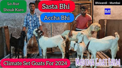 Zabardast Quality Climate Set Goats For 2024 Lo Aur Shouk Karo Madina