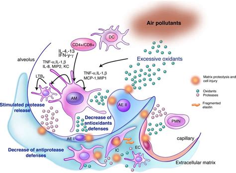 Inflammation Extracellular Matrix Proteolysis And Oxidative Stress