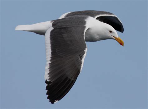 Western Gull, Larus occidentalis