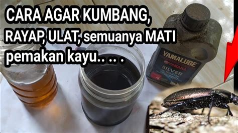 CARA AGAR KUMBANG RAYAP ULAT PEMAKAN KAYU SEMUANYA MATI PAKAI CARA