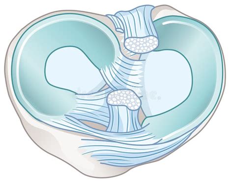 Anatomia Dos Ligamentos Menícos E Cruciados Ilustração Ilustração