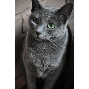 10 Best Russian Blue Cat Breeders in the United States! (2024 ...