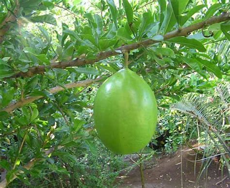 calabash tree description  facts britannica