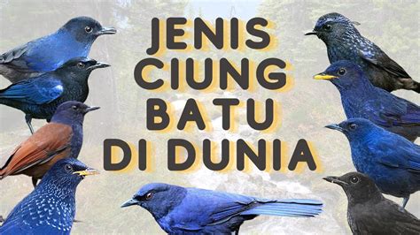 JENIS CIUNG BATU DI DUNIA YouTube