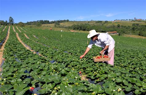 Festa Do Morango De Atibaia E Jarinu Traz Produtos Direto Da Fazenda E