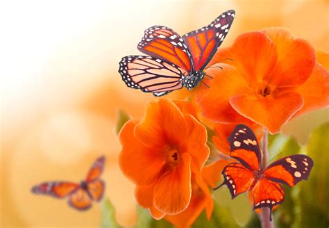 K Butterflies Closeup Monarch Butterfly Hd Wallpaper Rare Gallery