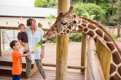 San Antonio Zoo Tim Morrow On Experiences And Conservation Blooloop