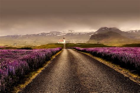 Road In Between Purple Flower Field Hd Wallpaper Wallpaper Flare