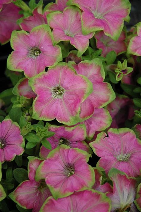 Pink Flowers Are Blooming In The Garden With Green Stems And Leaves On