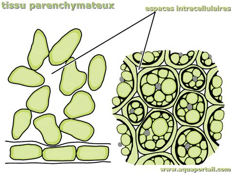 Parenchymateux Définition Et Explications