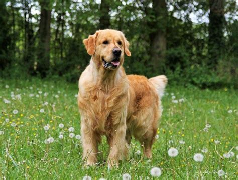 Chien Golden Retriever Jago des Légendaires Nahauri