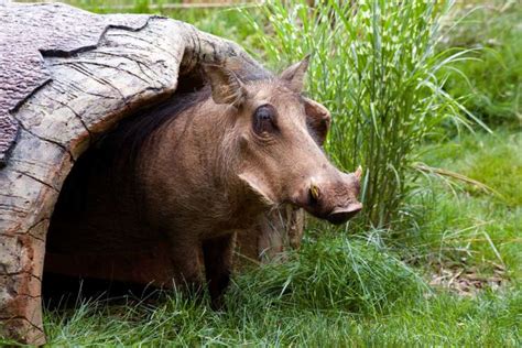 Common Warthog - Zoo Atlanta