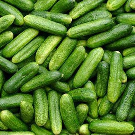 Buy 11 Free Cucumber Gherkin Vegetable Seeds Online From