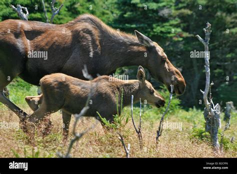 Baby moose calf, with mother, Cape Breton Highlands, Canada Stock Photo ...