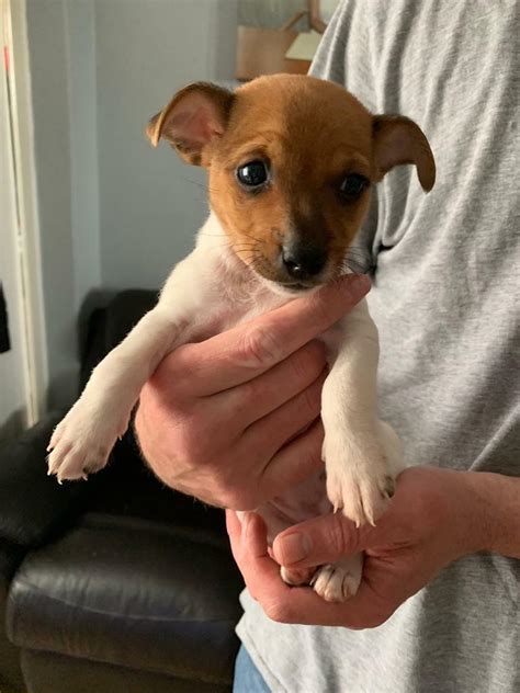 Female Jack Russell Puppy In Camborne Cornwall Gumtree