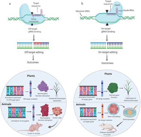 Major Concernsoutcomes Of Off‐target Effects Crisprcas Systems