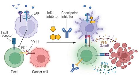 Jak抑制剂焕发“第二春”：science双发、新药获批、国产爆发 知乎