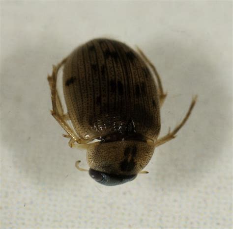 Hydrophilidae Berosus Bugguidenet