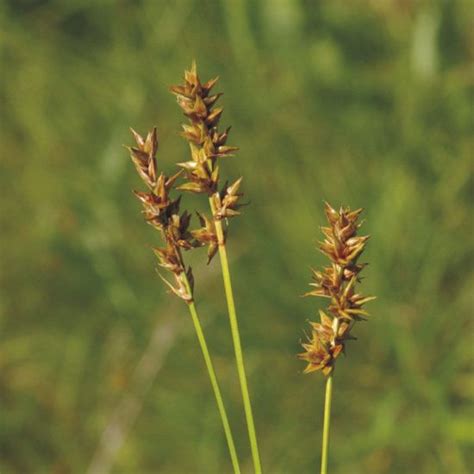 Prairie Future Seed Company Brown Headed Fox Sedge Plant