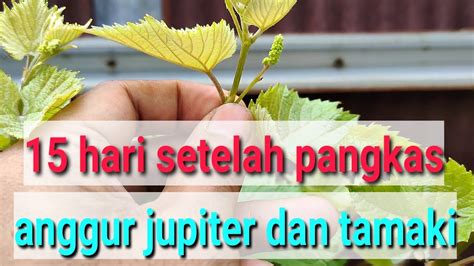 Update Pangkas Pembuahan ANGGUR Varian Jupiter Dan Tamaki YouTube