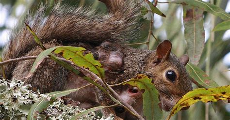 Squirrels And Bot Flies South Carolina Public Radio