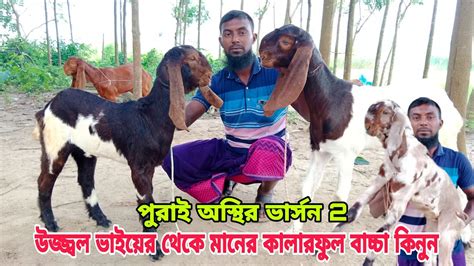 পুরাই অস্থির ভার্সন 2। উজ্জল ভাইয়ের থেকে খামার উপযোগী ভালো মানের