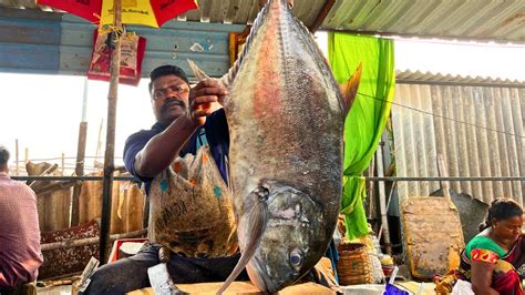 KASIMEDU SPEED SELVAM GIANT BLACK TREVALLY FISH CUTTING IN