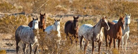 Mustang - Alles was du über die Rasse wissen musst