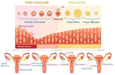 O Que Aumenta O Fluxo Menstrual - O que é ciclo menstrual: fases - Planeta Biologia