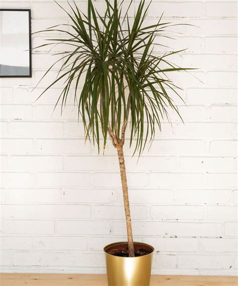 Best tall indoor plants: 10 large houseplants to add impact | Homes ...