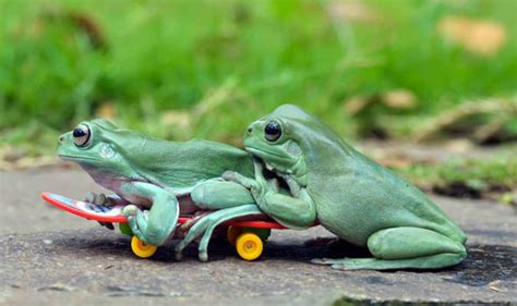 Adorable Pictures Of Frogs Skateboarding Captured By Wildlife