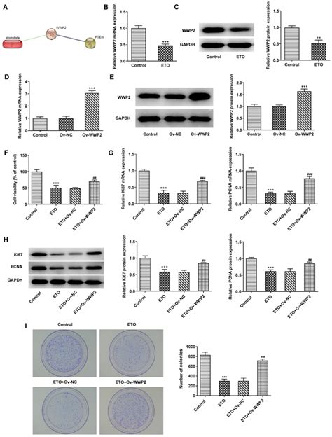 WWP2 Overexpression Abrogates The Inhibitory Effects Of ETO On A549