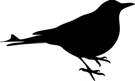 Blackbirds Drawing