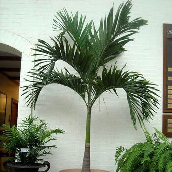 Indoor palms and their air purifying qualities - MyPalmShop