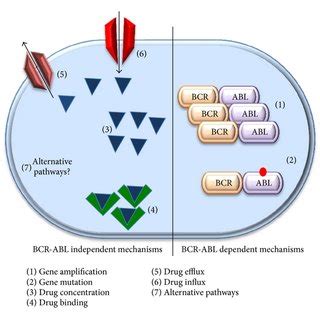 Mechanisms Of CML Cells Resistance To TKI BCR ABL Dependent Mechanisms