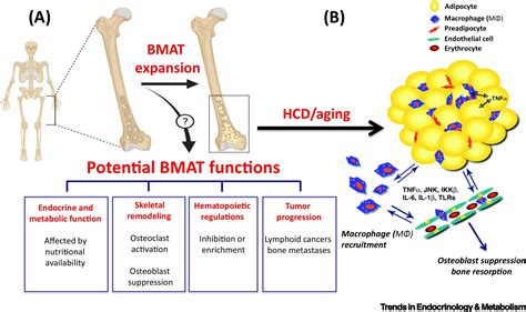 Bone Marrow Adipose Tissue In Metabolic Health Trends In Endocrinology And Metabolism