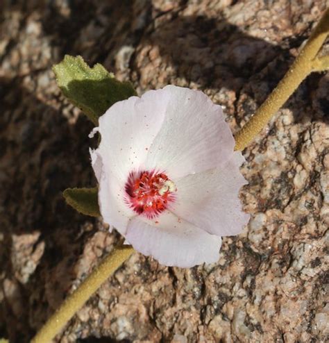 Rock Hibiscus Hibiscus Denudatus 07 Apr 2019 Ca Sd Co A Flickr