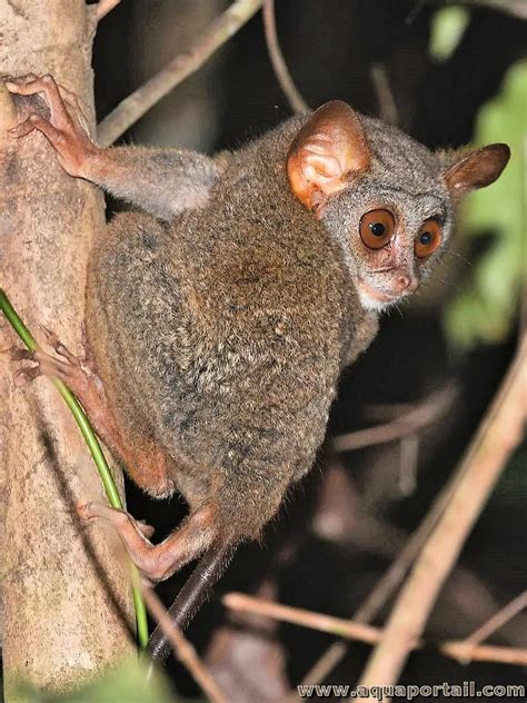 Tarsius Tumpara Tarsier De Lîle De Siau