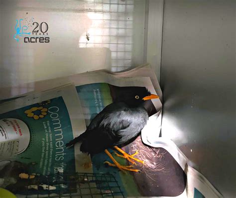 Mynah Found Glued To Tree In Choa Chu Kang Acres Appealing For