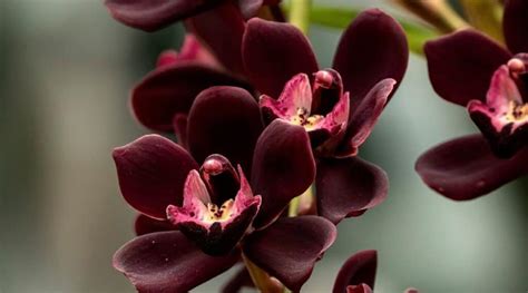 15 Purple Orchid Varieties For Indoor and Outdoor Gardens