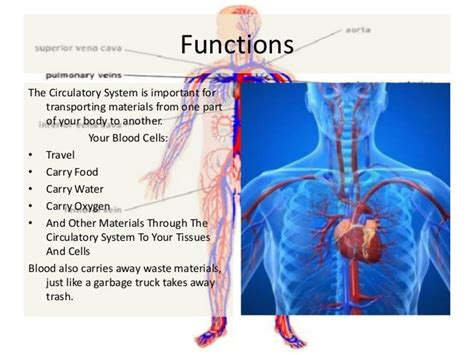 Circulatory System Diagram And Functions