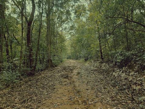 Spectacular Forest Way In Silent Valley National Park In Palakkad