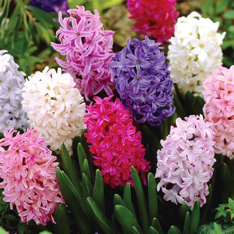 Van Zyverden Hyacinth Mix Dormant Flower Bulbs Partial Sun Multicolor