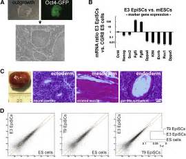 Conserved And Divergent Roles Of Fgf Signaling In Mouse Epiblast Stem